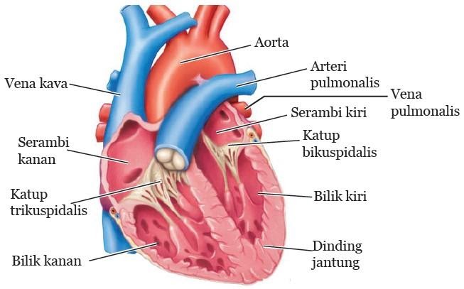 Bagian-bagian Jantung Lengkap dengan Fungsinya