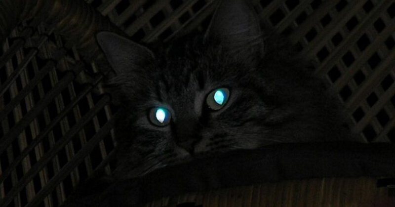 Kenapa Mata Kucing Bisa Menyala?