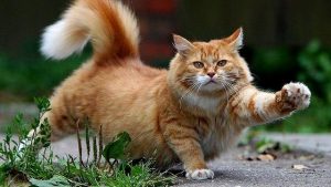 9 Gerakan Ekor Kucing ini Menandakan Suasana Hatinya