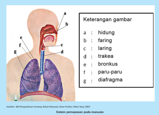 Organ-organ yang Menyusun Sistem Pernafasan