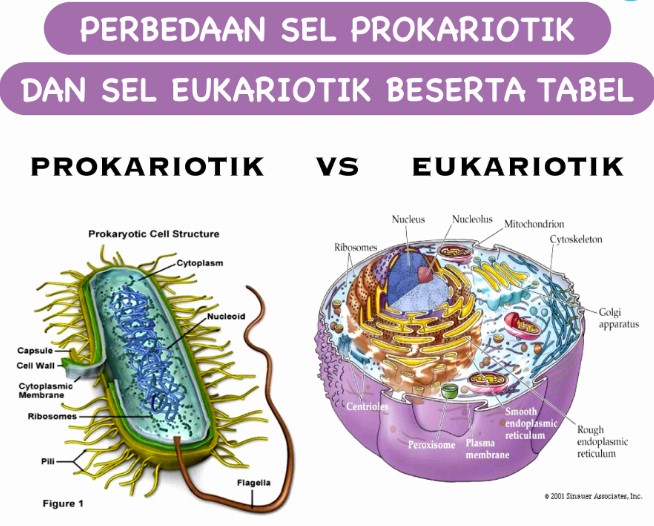 Jelaskan Perbedaan Sel Prokariotik dan Sel Eukariotik