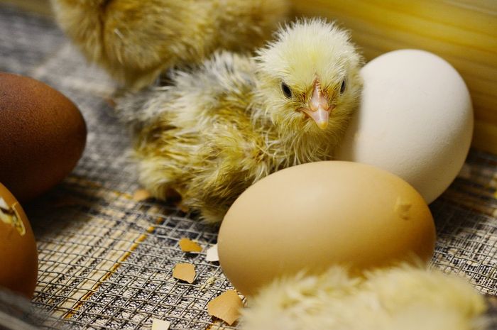 Anak ayam tumbuh di dalam telur selama 21 hari sebelum menetas, Cadangan makanan anak ayam sebelum menetas adalah