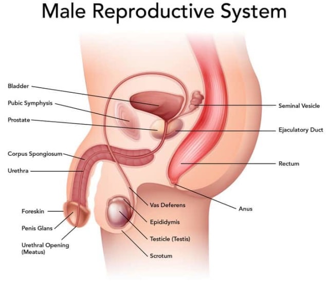 Berikut ini adalah saluran reproduksi pada pria secara urut
