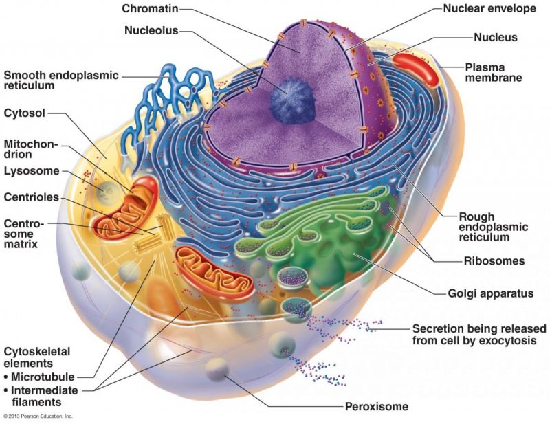 Protein yang sudah jadi akan diangkut ke seluruh tubuh oleh organel sel. Organel sel ini adalah