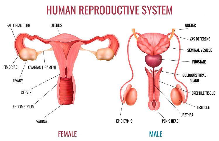 Organ reproduksi yang menghasilkan sel kelamin pada wanita dan laki laki
