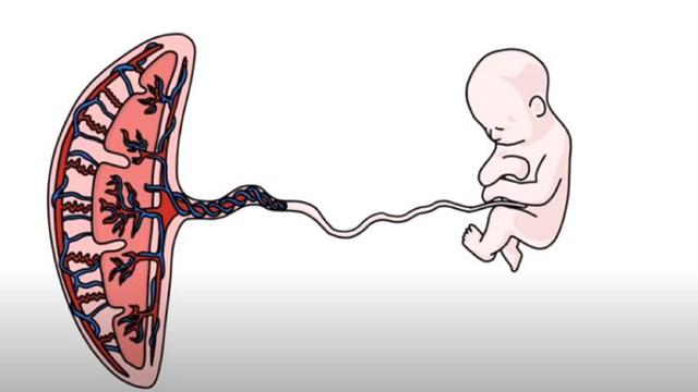 Penghubung antara ibu dan embrio adalah