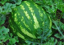 Buah semangka tanpa biji setelah penyerbukan dapat diperoleh dengan memberikan hormon