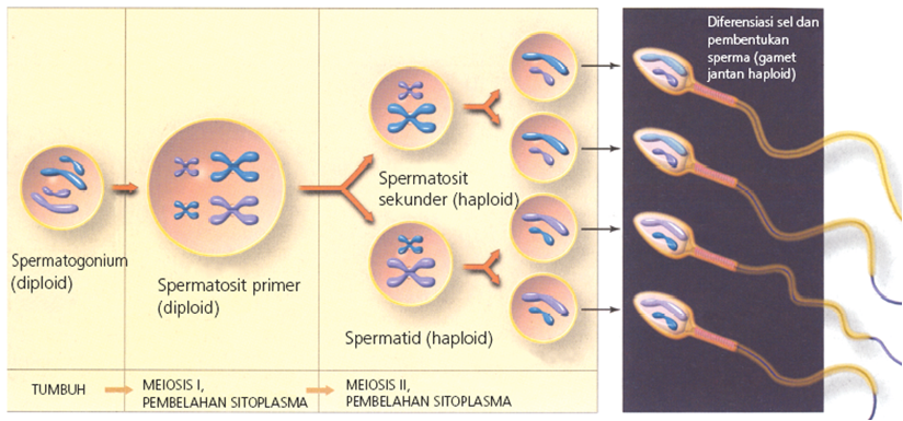 Pada meiosis pertama, sel spermatosit primer akan membelah menjadi