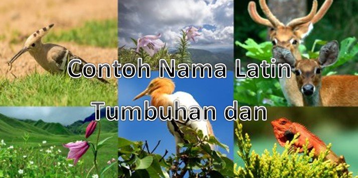 Contoh Nama Latin Tumbuhan dan Hewan yang Mudah Diingat
