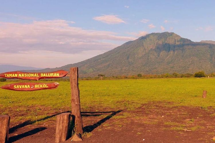 Taman Nasional Baluran, Destinasi yang Populer di Jawa Timur