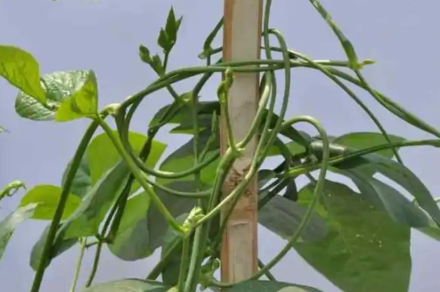 Gerak membelit sulur tanaman kacang panjang pada kayu tempat tumbuhnya disebut gerak