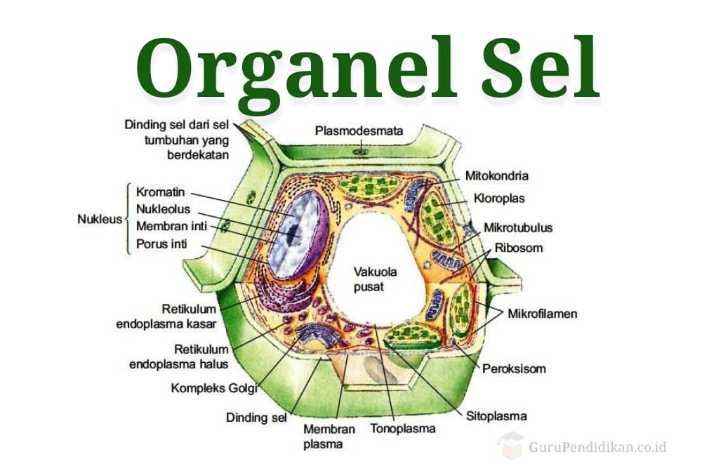 Organel sel tumbuhan berpembuluh yang mengandung DNA