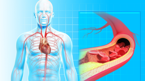 Peredaran darah dari jantung ke paru-paru kembali lagi ke jantung disebut
