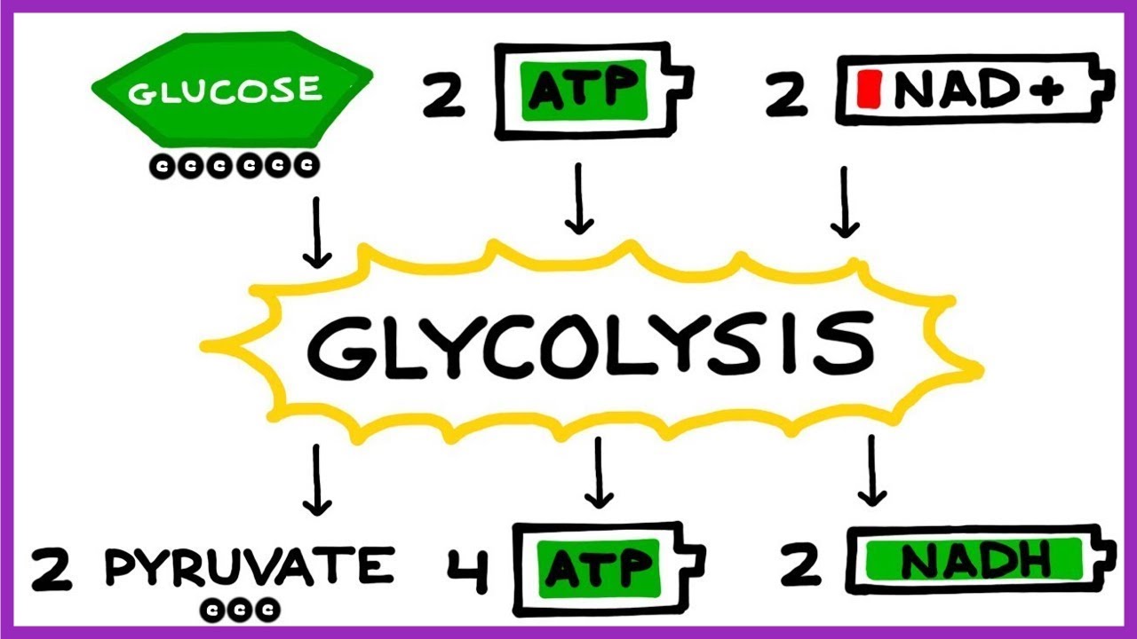 Hasil dari Peristiwa Glikolisis Adalah?