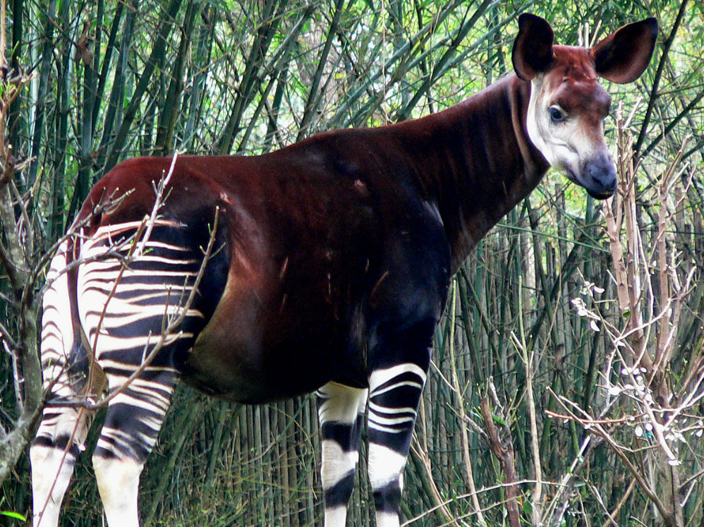 Fakta Hewan Okapi, Mamalia Unik Mirip Jerapah Berbadan Zebra