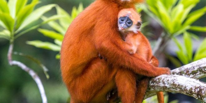  Hewan  Langka  di  Kalimantan Lengkap Dengan Gambar 