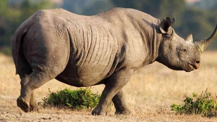 Badak Bercula Satu Terdapat Di Indonesia Daerah