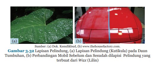 Teknologi Yang Terinspirasi Dari Struktur Jaringan Tumbuhan